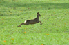 dsc_0009.jpg