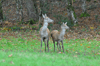 dsc_0017.jpg