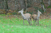 dsc_0018.jpg
