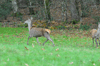 dsc_0019.jpg