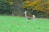 dsc_0022.jpg