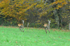dsc_0025.jpg