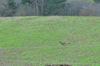 dsc_0009.jpg
