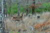 dsc_0013.jpg