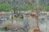 dsc_0017.jpg