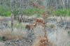 dsc_0018.jpg