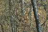 dsc_0005.jpg