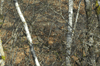 dsc_0006.jpg