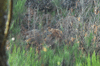 dsc_0039.jpg