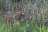 dsc_0041.jpg
