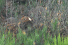 dsc_0042.jpg