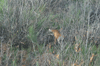 dsc_0043.jpg