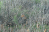 dsc_0044.jpg