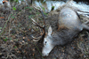 dsc_0060.jpg