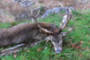 dsc_0078.jpg