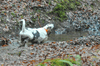 dsc_0003.jpg