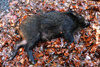dsc_0002.jpg