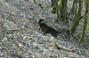 dsc_0006.jpg