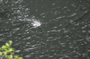 dsc_0006.jpg