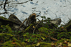 dsc_0009.jpg