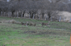 dsc_0013.jpg
