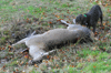 dsc_0017.jpg