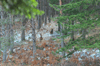 dsc_0005.jpg