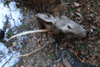 dsc_0019.jpg