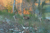 dsc_0033.jpg