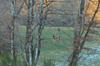 dsc_0041.jpg