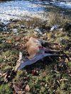 dsc_0045.jpg
