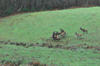 dsc_0008.jpg