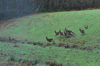 dsc_0009.jpg