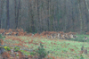 dsc_0015.jpg