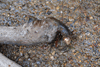 dsc_0010.jpg