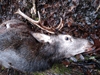dsc_0012.jpg