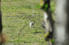 dsc_0010.jpg