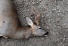 dsc_0012.jpg