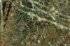 dsc_0009.jpg
