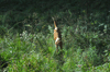 dsc_0005.jpg