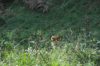 dsc_0006.jpg