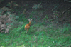 dsc_0007.jpg