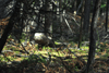 dsc_0005.jpg