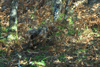 dsc_0008.jpg