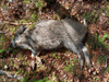 dsc_0012.jpg