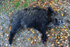dsc_0015.jpg