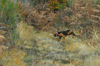 dsc_0001.jpg