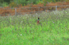 dsc_0006.jpg