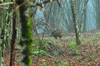 dsc_0005.jpg
