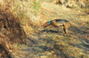 dsc_0002.jpg